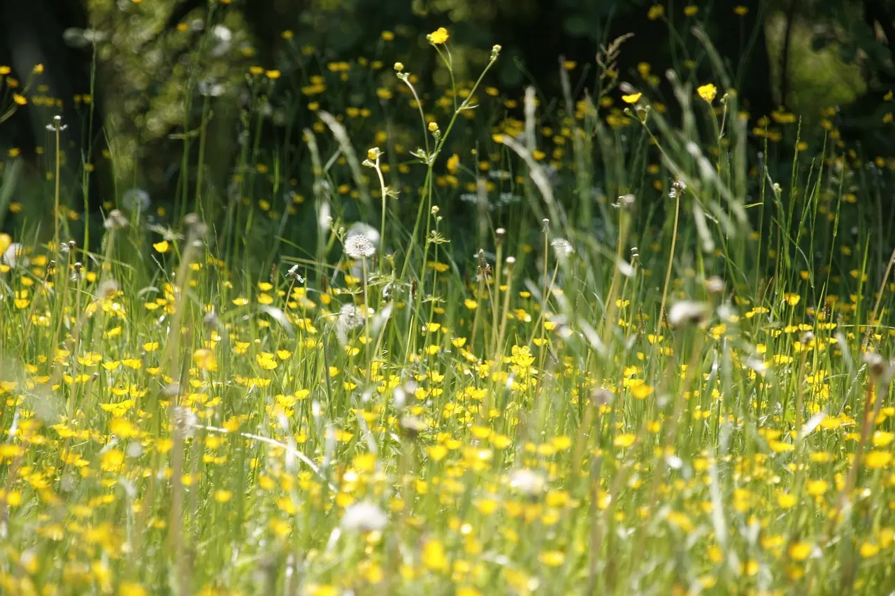 Understanding Spring Allergies and Immune Health