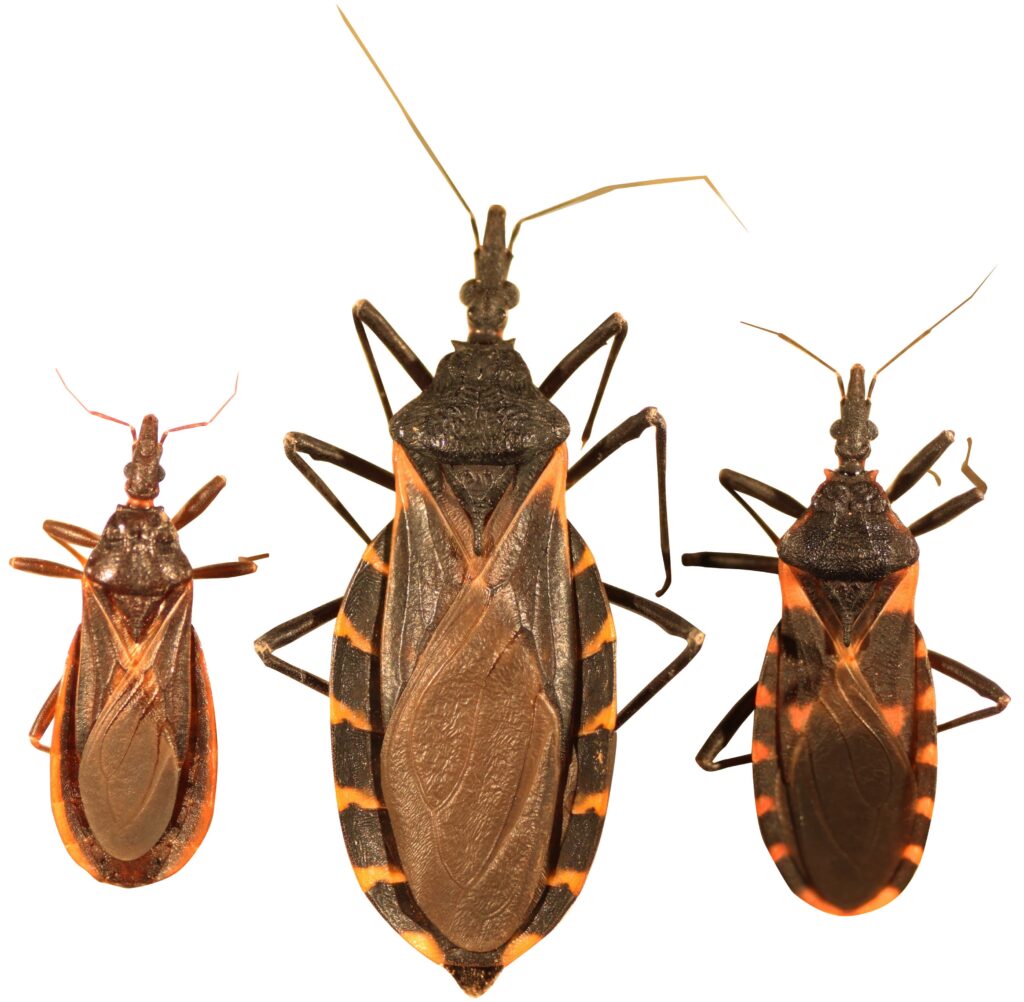 Kissing Bug